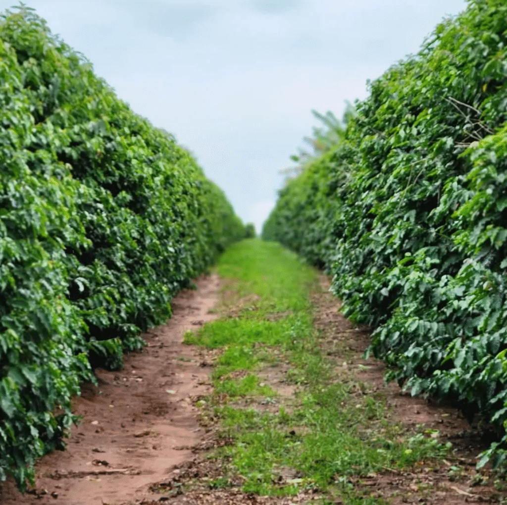 Café de Torrinha (SP) conquista Indicação Geográfica e fortalece produção local