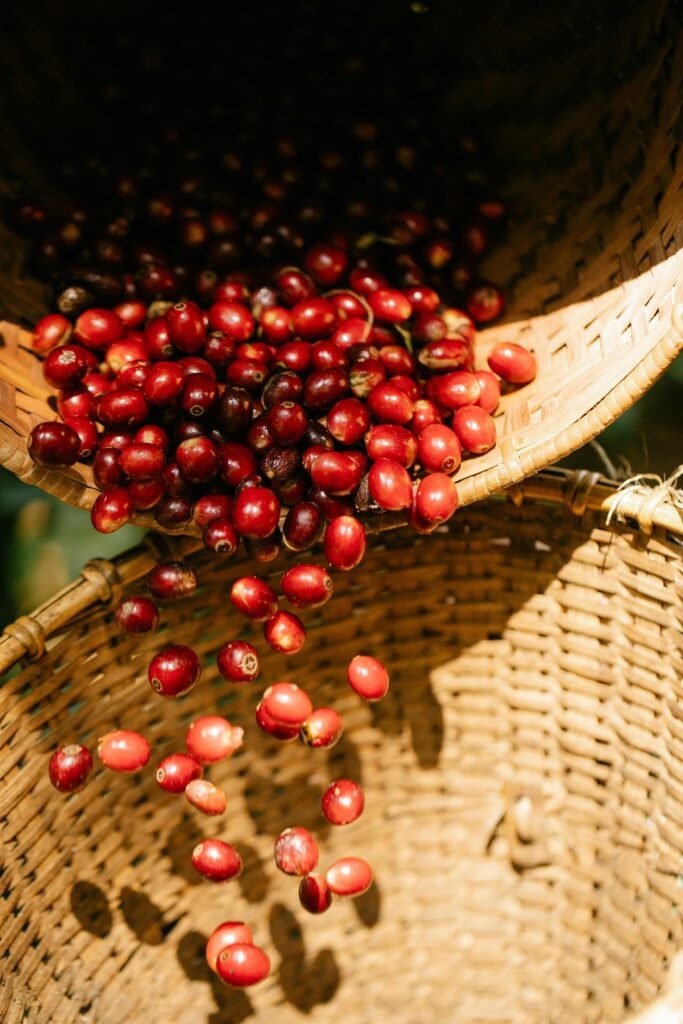 Colheita de café no Brasil já atinge 28% em meio a chuvas no Sul de Minas